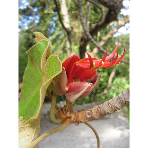 Chiranthodendton pentadactylon