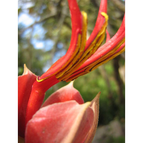 Chiranthodendton pentadactylon