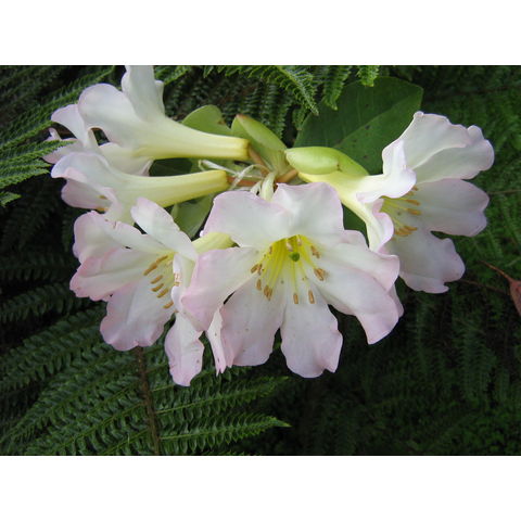 Rhododendron speciosum