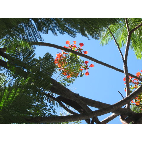 Delonix regia 