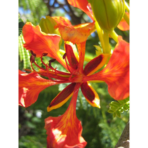 Delonix regia 