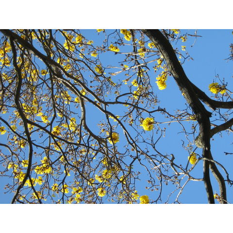 Tabeubia donnell-smithii Bignoniaceae