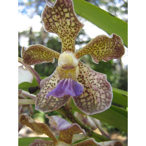 Vanda sp. 