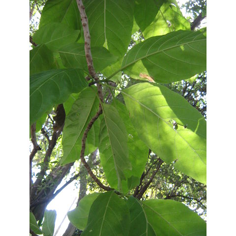 Pisonia grandis 