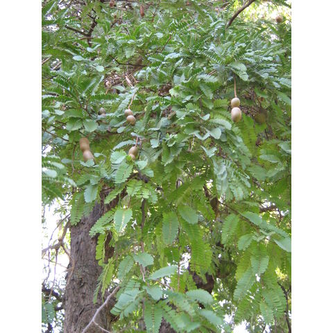 Tamarindus indica 