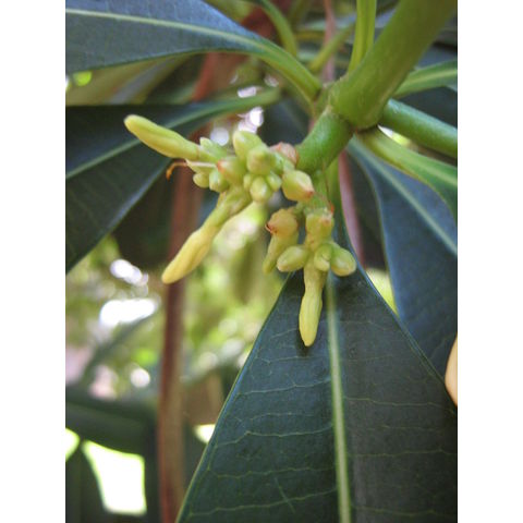 Ochrosia elliptica Apocynaceae 