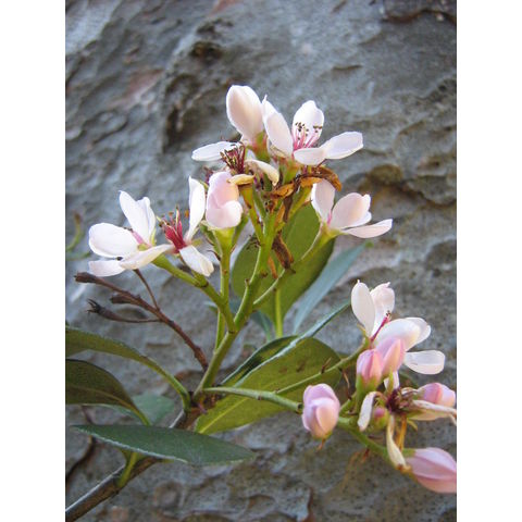 Raphiolepis umbellata 