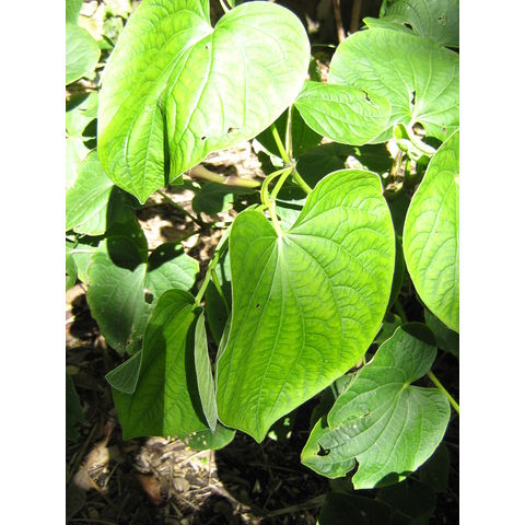 Piper metysticum Kawa