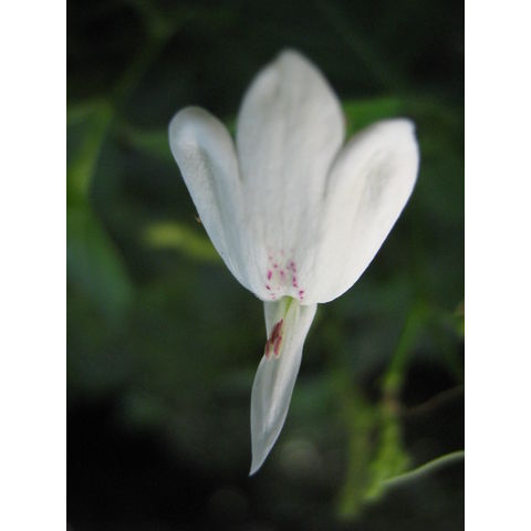 Andrographis paniculata 