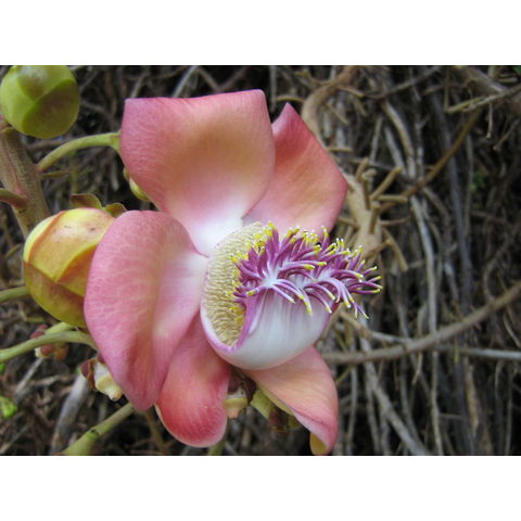 Couroupita guamensis