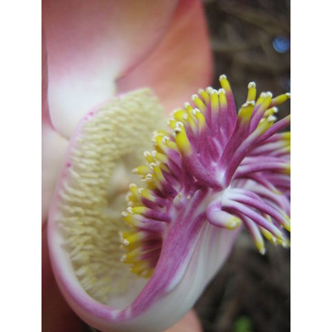 Couroupita guamensis