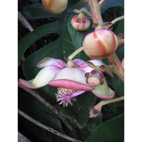 Couroupita guamensis