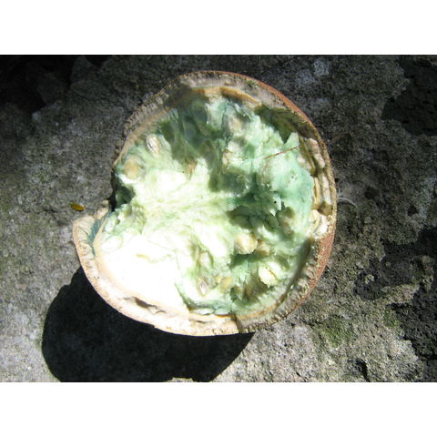 Couroupita guamensis