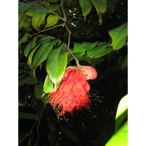 Brownea latifolia