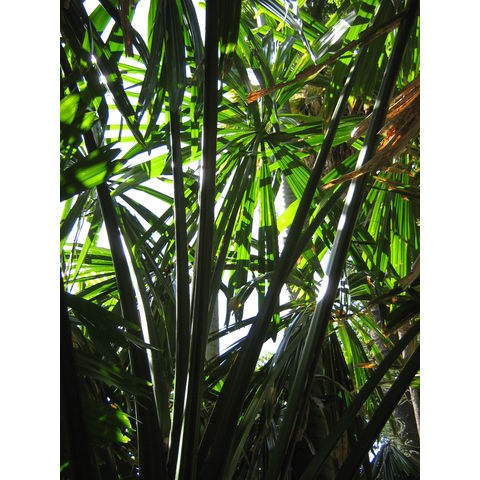 Borassodendron machadonis