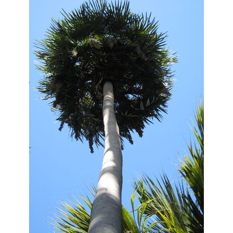 Copernicia prunifera