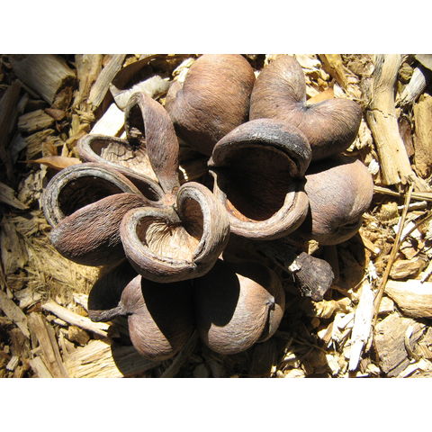 Sterculia foetida