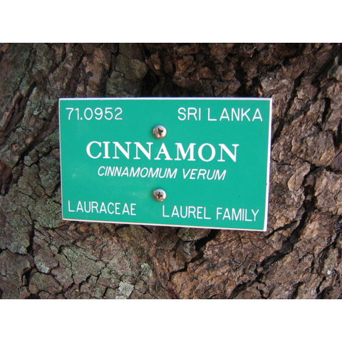 Cinnamomium verum 
