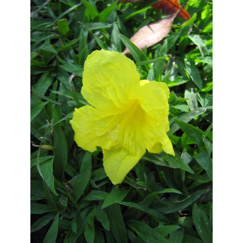 Tabeubia donnell-smithii Bignoniaceae