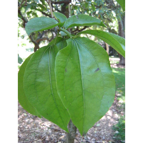 Strychnos nux-vormica 