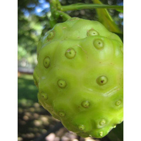 Morinda citrifolia 