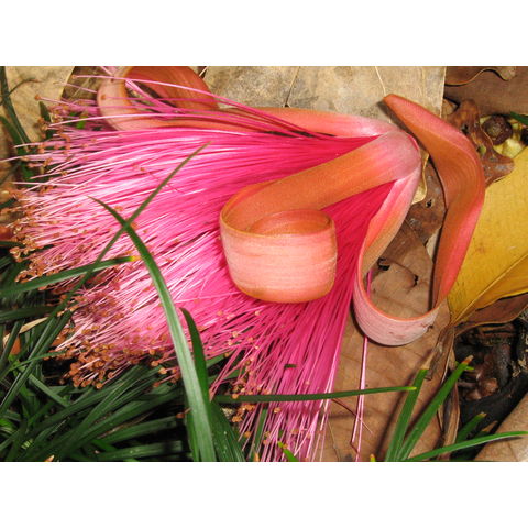 Pseudobombax ellipticum