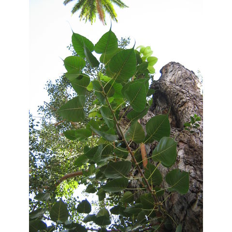 Ficus religiosa Bo tree