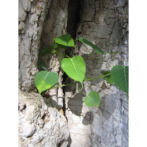 Ficus religiosa Bo tree