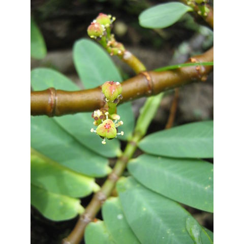 Chamaesyce celastroides