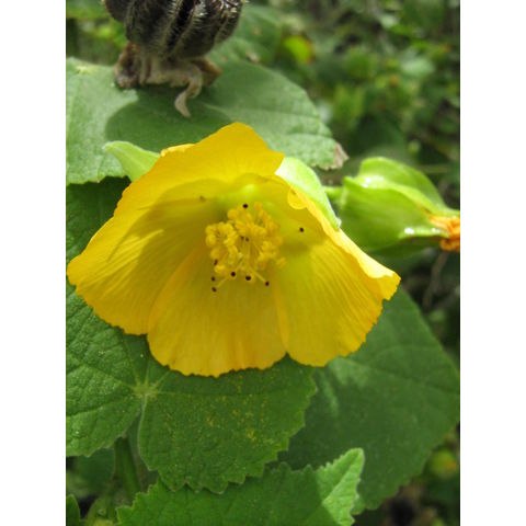 Gossypium tomentosum