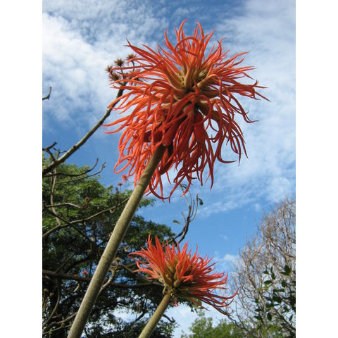 Erythrina abyssinica