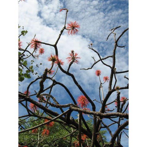 Erythrina abyssinica