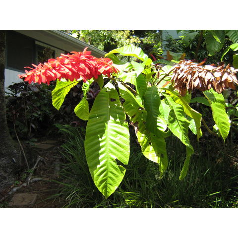 Warscewiczia coccinea Rubiaceae 