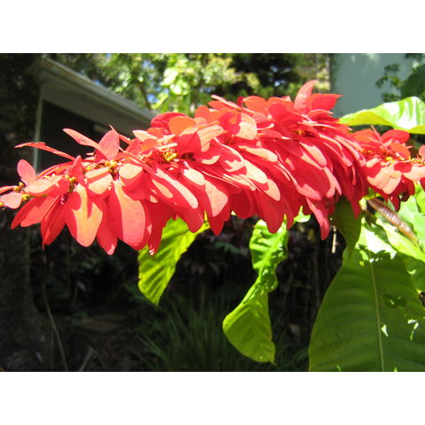 Warscewiczia coccinea Rubiaceae 