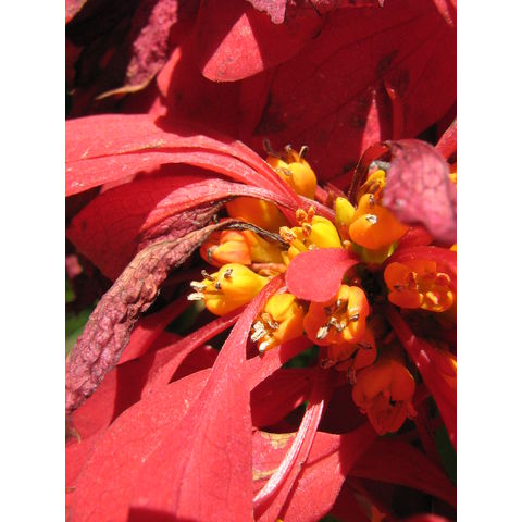 Warscewiczia coccinea Rubiaceae 