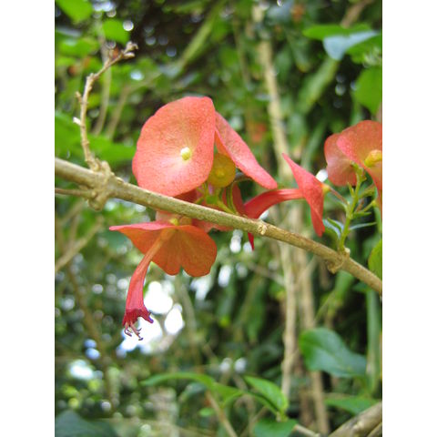 Holmshioldia sanguinea 