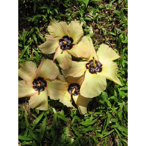 Thespesia populnea Malvaceae 