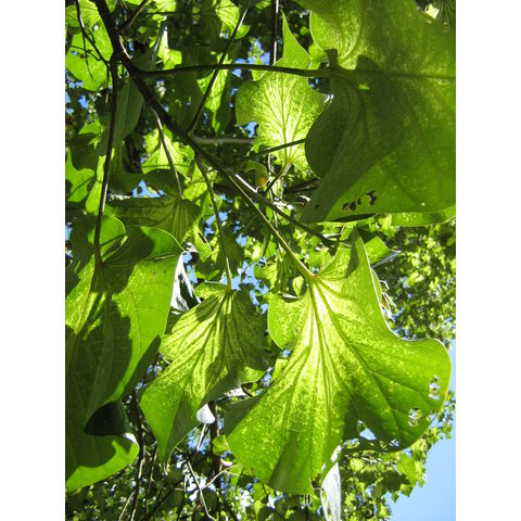 Thespesia populnea Malvaceae 