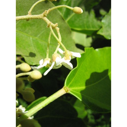 Aleurites molluccana Kunni