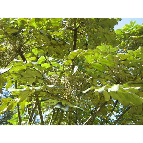 Tetraplasandra hawaiensis 