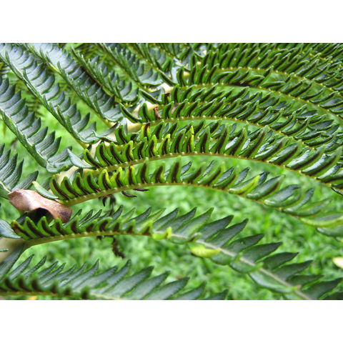 Sattleria cyatheoides  Crescentia cujeta 