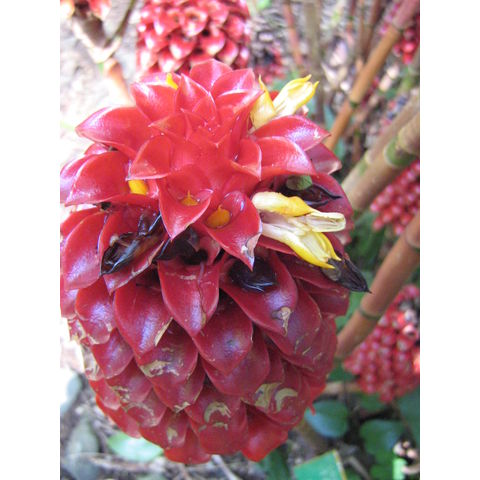 Tapeinochilos ananassae 