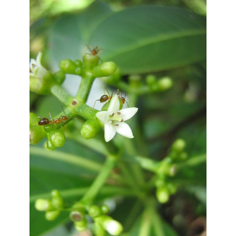 Psychotria sp. 