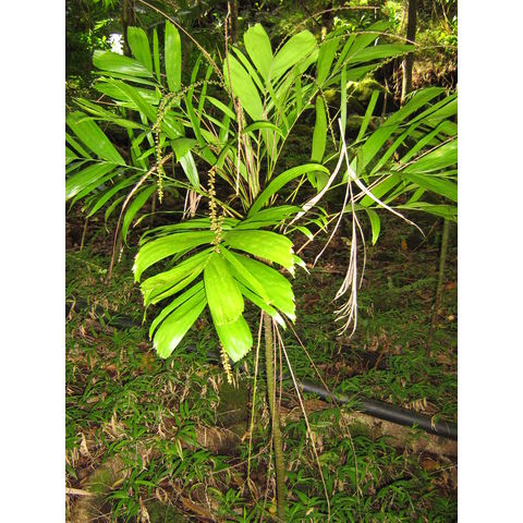 Linospadix monostachya