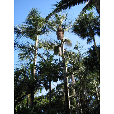 Caryota rumphiana