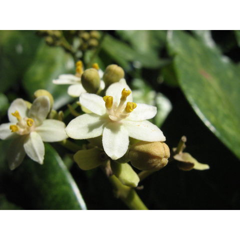 Hernandia nymphaeifolia