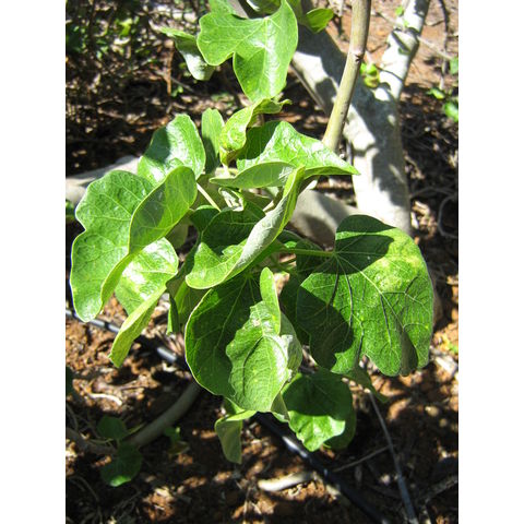 Liquidambar macrophylla