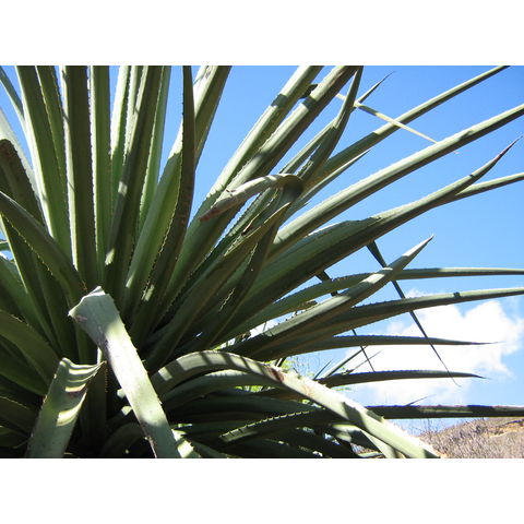 Agave fernandi-regis