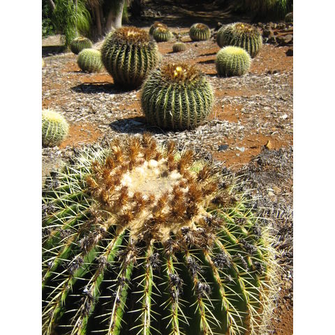 Rathbunia alamosensis