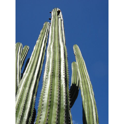 Pachicereus pecten-aborigenum